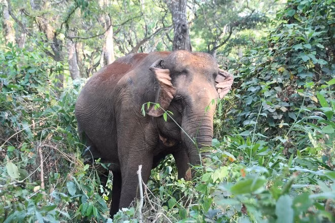 全球濒危野生动物数量正在急剧下降,其中大象面临最严峻的生存威胁。(图源:越通社) 全球濒危野生动物数量正在急剧下降,其中大象面临最严峻的生存威胁。(图源:越通社)