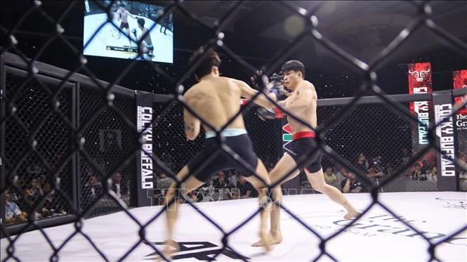 天使格斗锦标赛37期Hồ Tràm Showdown的一场比赛。（图片来源：越通社）