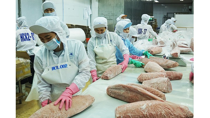 工人在进行金枪鱼出口加工。（南英 摄）