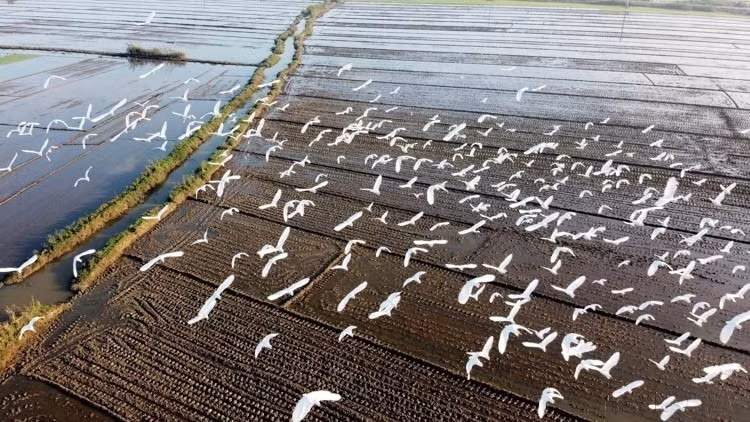 承天顺化省农田上成群的鹭鸟觅食（2020年摄），反映出当地生态环境持续改善。