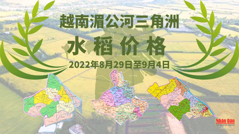 越南湄公河三角洲水稻价格（2022.8.29~9.4）【图表新闻】