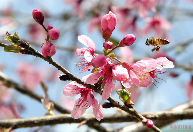 大叻充满春天色彩(组图) ảnh 3 大叻充满春天色彩(组图) ảnh 3
