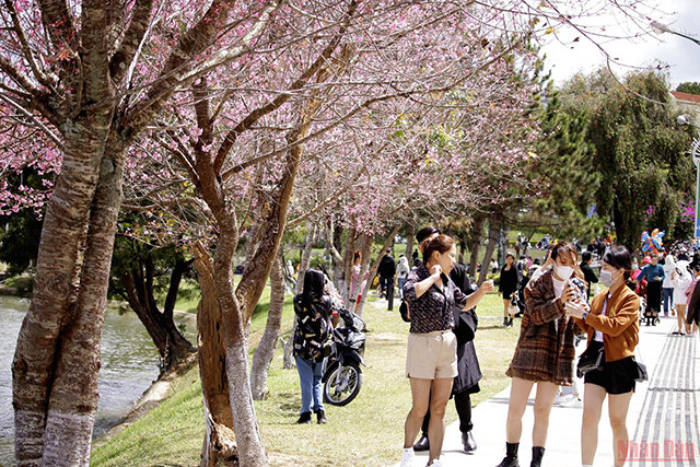 大叻充满春天色彩(组图) ảnh 2 大叻充满春天色彩(组图) ảnh 2