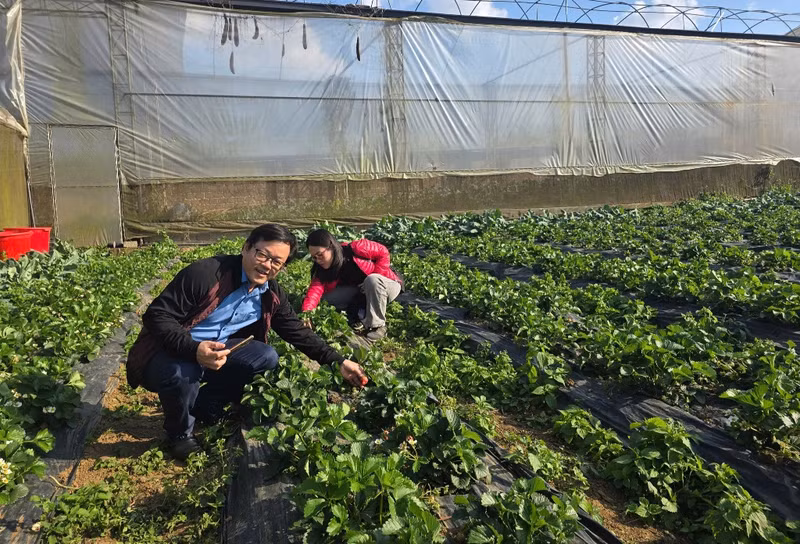 河内游客在 Amifarm 庄园亲手采摘草莓。阮氏金香 摄