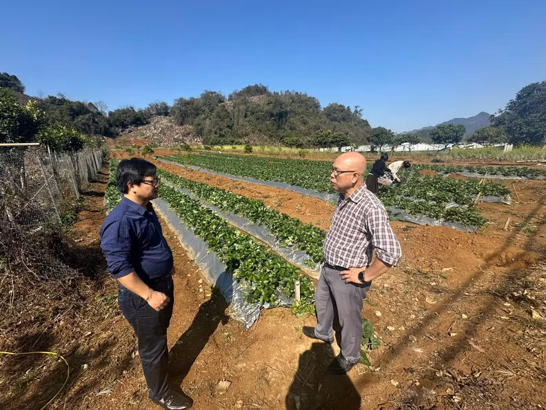 记者参观有机草莓园。