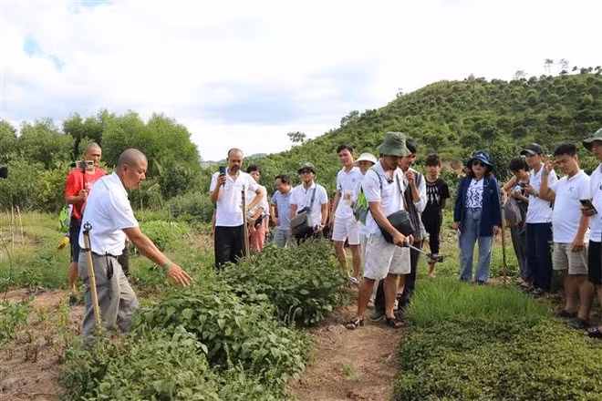 向游客介绍有机农业种植模式。（图片来源：越通社）