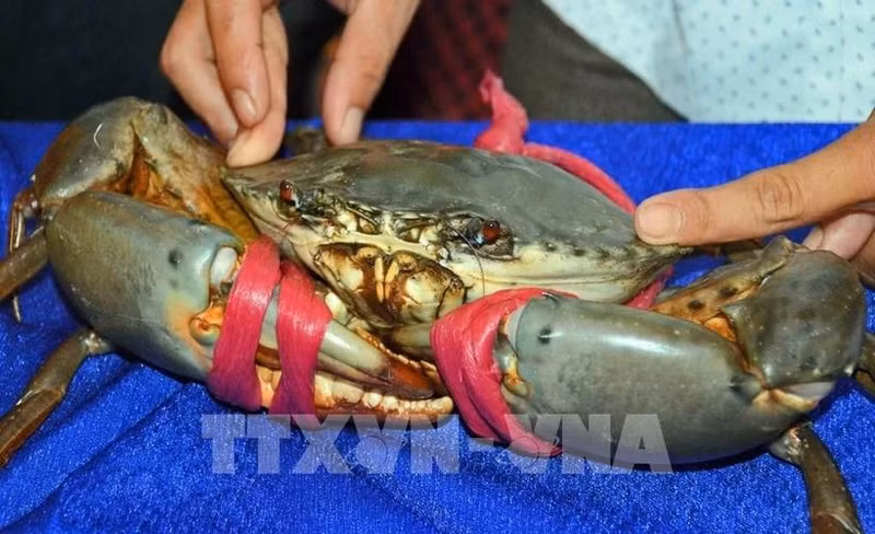 金瓯螃蟹。（图片来源：越通社）