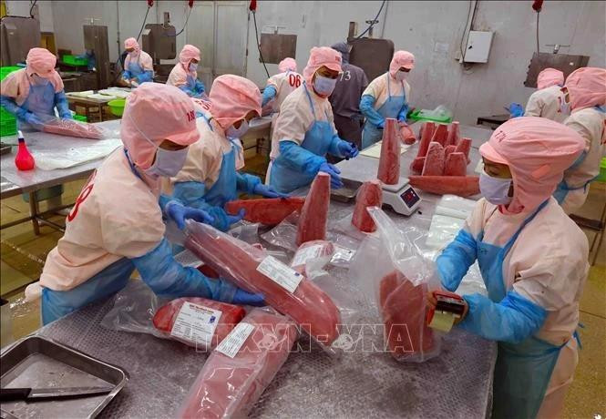 富安省伯海股份公司金枪鱼加工与包装生产线。（图片来源：越通社）