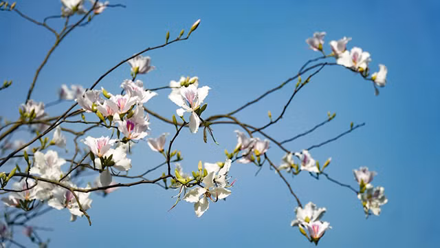 探索奠边省享受美轮美奂的自然风光 ảnh 3