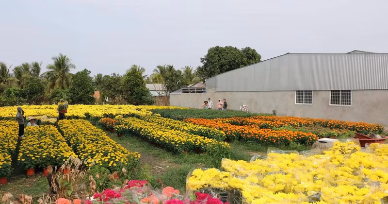 永隆省隆德坊永安花卉种植专业村。（图片来源：越通社）