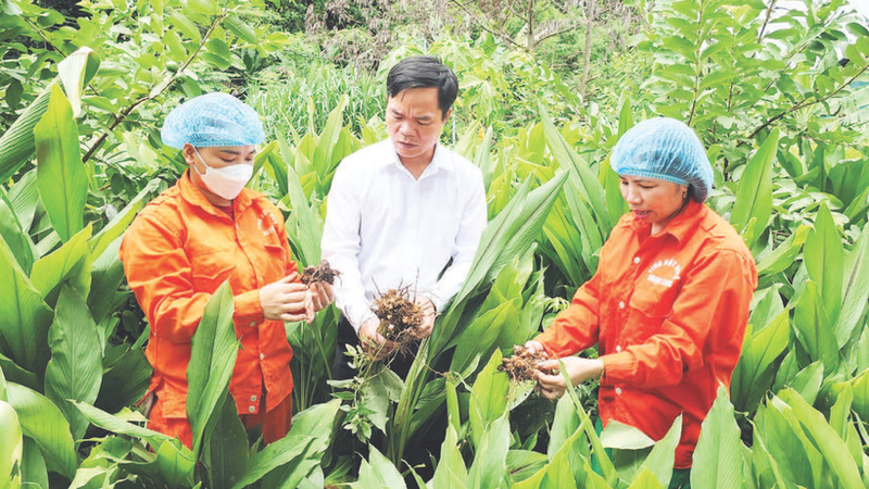 玉山综合农林业合作社的技术人员在收获和加工前检查姜黄质量。