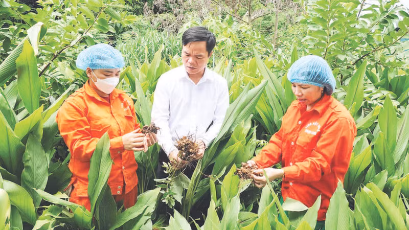 玉山综合农林业合作社的技术人员在收获和加工前检查姜黄质量。