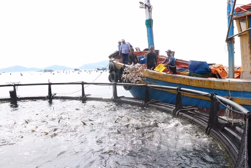 位于庆和省南金兰乡的高新海洋养殖模式。