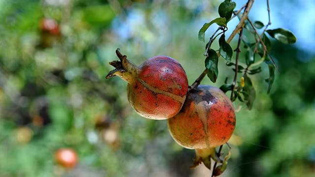 探访位于广平省丽水县的武元甲大将纪念馆（组图） ảnh 6