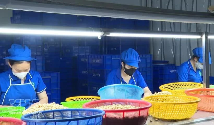 越南腰果产业致力于提升附加值