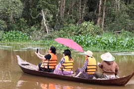 游客乘小船观赏鸟西旅游区涨水季的白千层林景观。（图片来源：越通社）