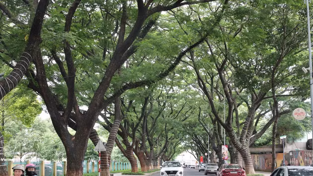 邦美蜀古树成荫的街道。
