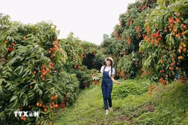 北江荔枝季热潮吸引大量游客。（图片来源：越通社）