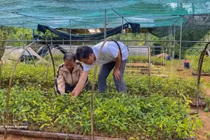 西安乡阳光药材合作组成员正在管护药材种苗，主动储备优质种源，为扩大种植区服务。（图片来源：越通社）