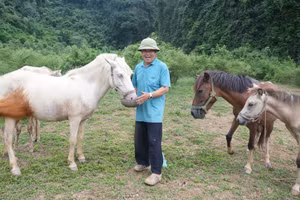 黄德顺在山中的放牧场上喂马。
