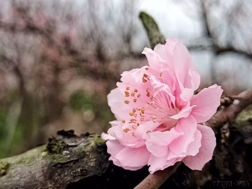 桃花的花瓣较大，每朵花上有许多花瓣。