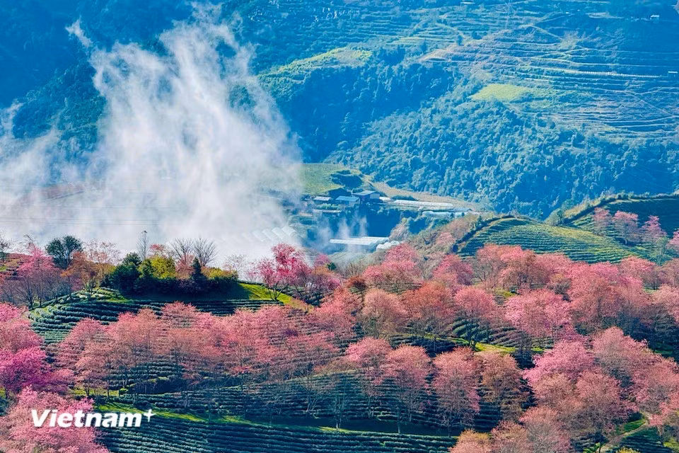 沙坝坊乌贵胡 区域的樱花已陆续盛放，在薄雾中若隐若现。