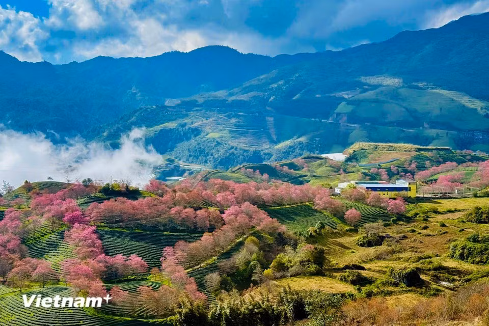 乌龙茶山宛如一幅活色生香的水墨画，成片翠绿茶园铺展其间，点缀着片片粉红的樱树林，景致层次分明。
