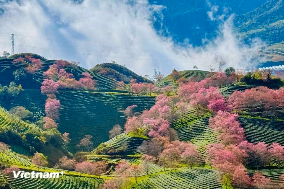 当冬风轻触高原山巅之际，沙坝仿佛在一片绚烂的粉红樱花中苏醒。