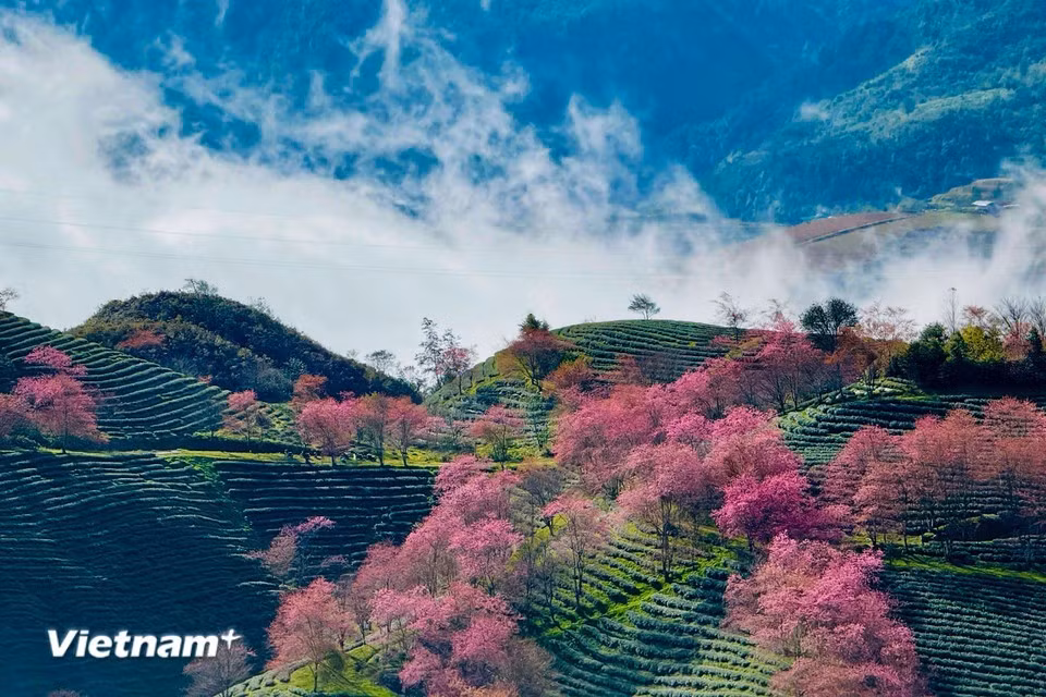 盛放的粉色樱花如点睛之笔，为西北山林的青绿画卷增添鲜明亮色。
