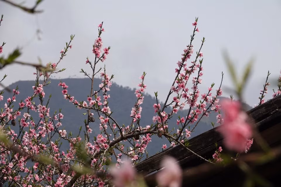 桃花是越南北方民众春节不可或缺的年花。