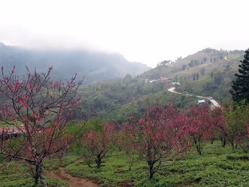 北件省风口山上的古老桃花竞相绽放。