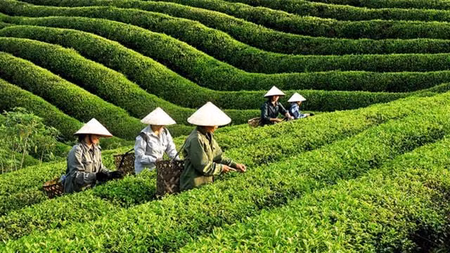 附图：越南茶叶收获。