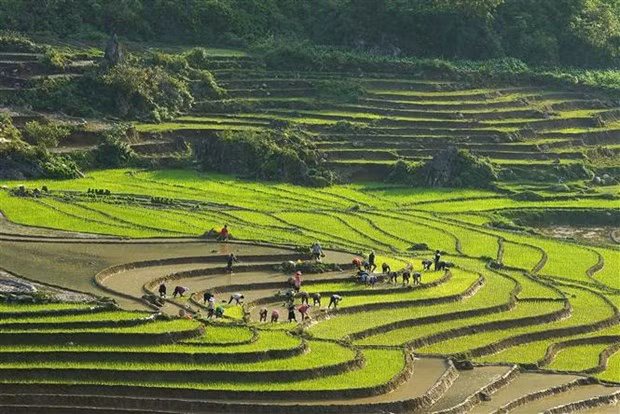 附图：老街省沙巴市梯田。