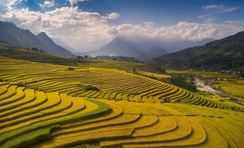进入稻米收割季的沙巴景色优美迷人。