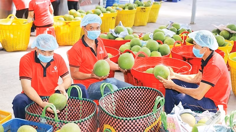  Vina T&T公司集团的出口农产品。