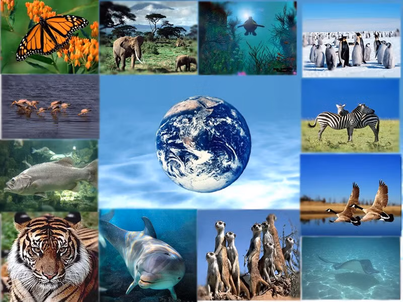 越南积极参加生物多样性保护相关国际公约和协定【图表新闻】