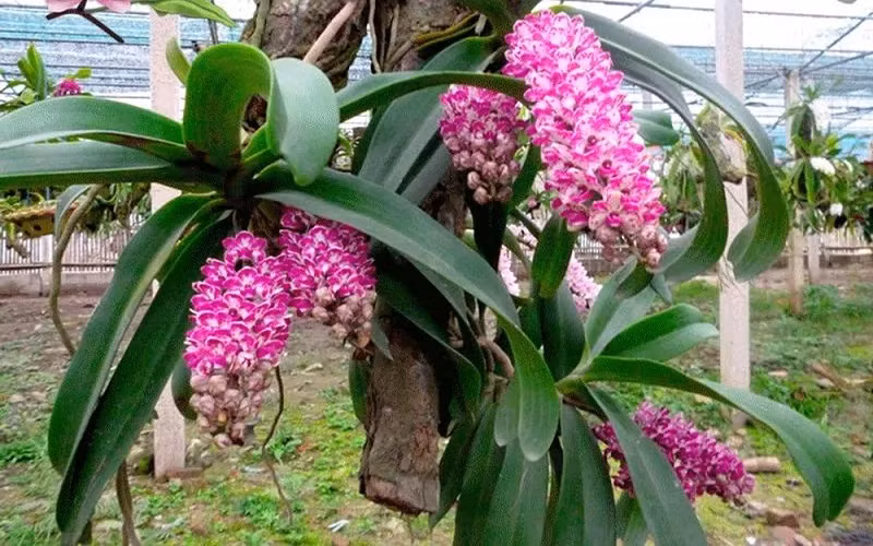附图：兰花。
