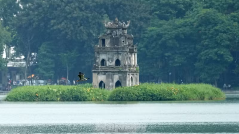 鸟群翩跹筑巢：还剑湖与老城区迎来生态新景 ảnh 11