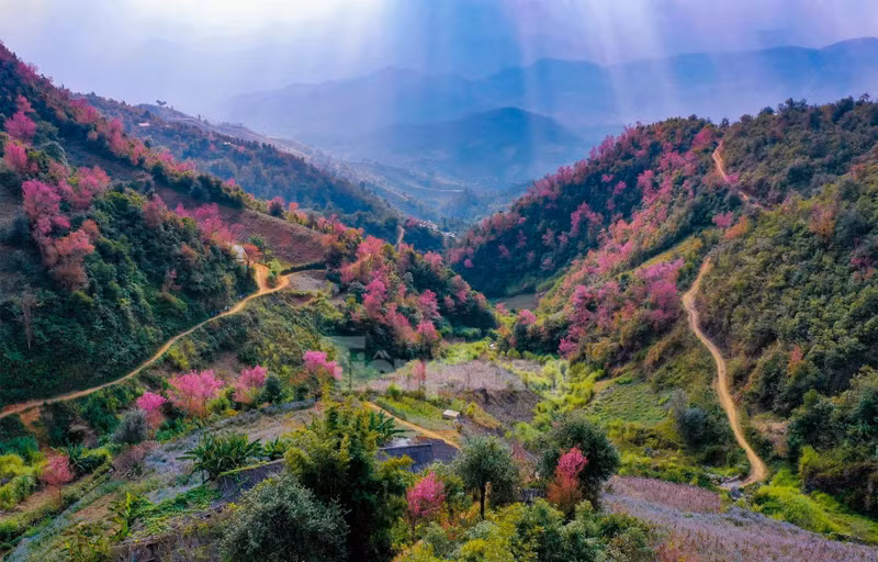 野桃花铺就赫蒙族致富路。（图片来源：先锋报）