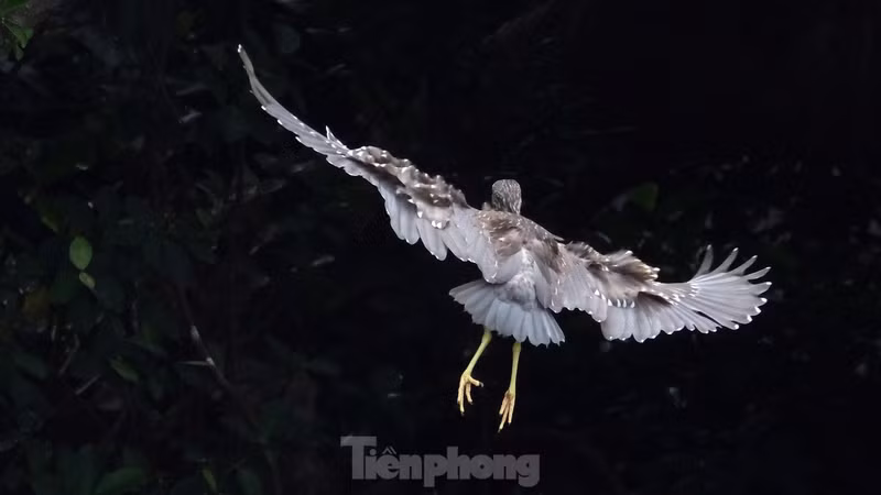 近期，许多鸟群纷纷在首都河内还剑湖和老城区筑巢和展翅飞翔，营造出既新颖别致又令人难以忘怀的景象。（图片来源：前锋报）