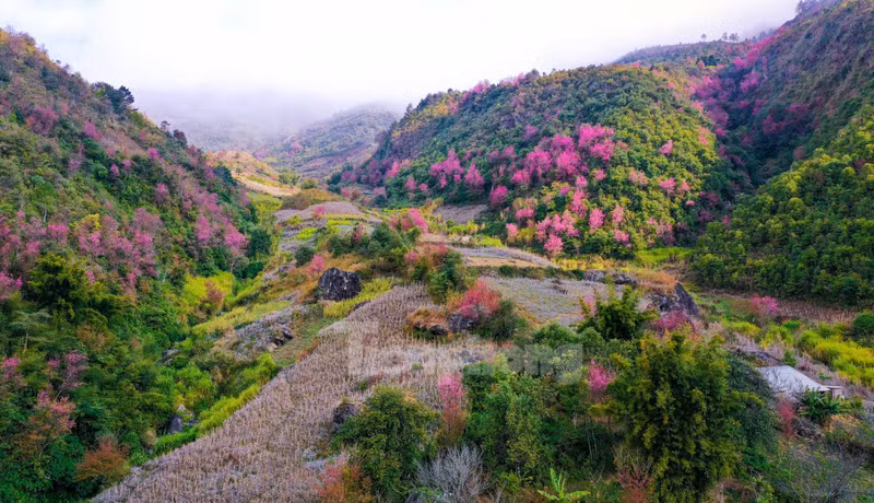 野桃花铺就赫蒙族致富路。（图片来源：先锋报）