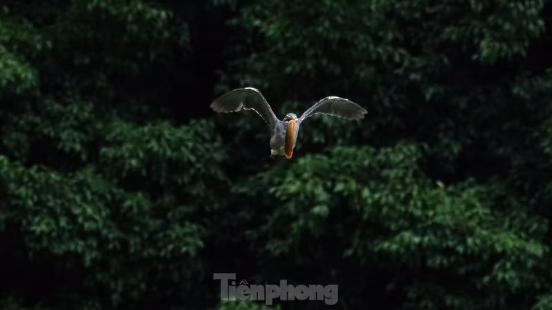 近期，许多鸟群纷纷在首都河内还剑湖和老城区筑巢和展翅飞翔，营造出既新颖别致又令人难以忘怀的景象。（图片来源：前锋报）