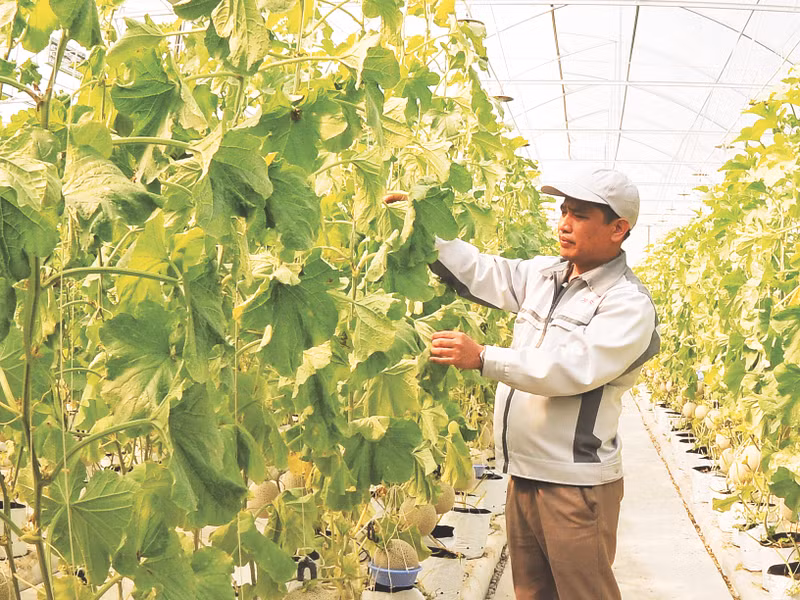 北宁省顺成县DELCO高科技应用农业股份公司哈密瓜生产。（陈海 摄）