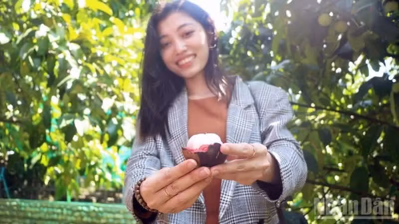 游客在果园品尝成熟山竹的鲜美滋味。