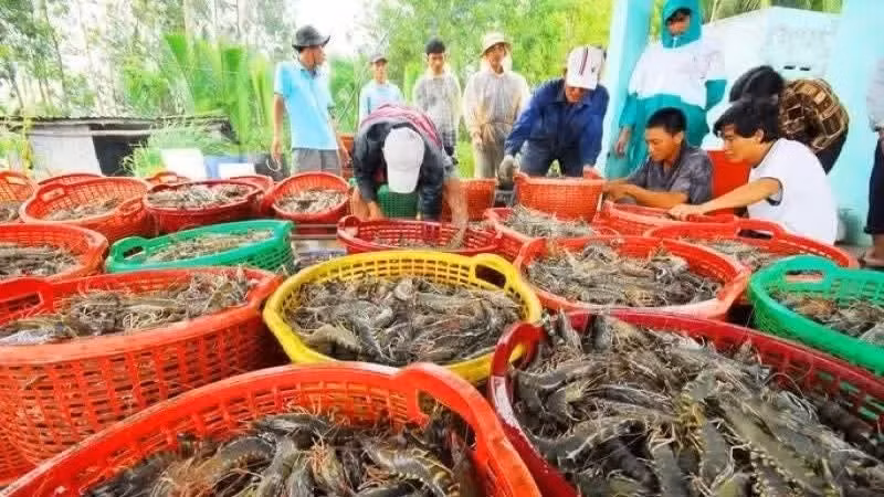 虾类加工出口为金瓯省创造了可观的出口收入。