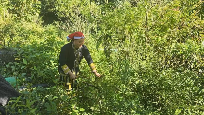 合作社社员陈美丽女士进山采集草药。