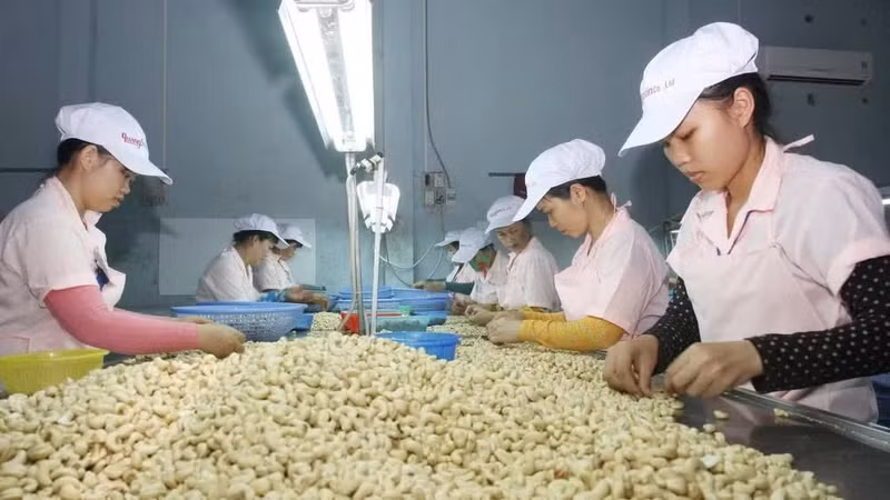 越南得乐省光山有限责任公司的腰果加工现场。 