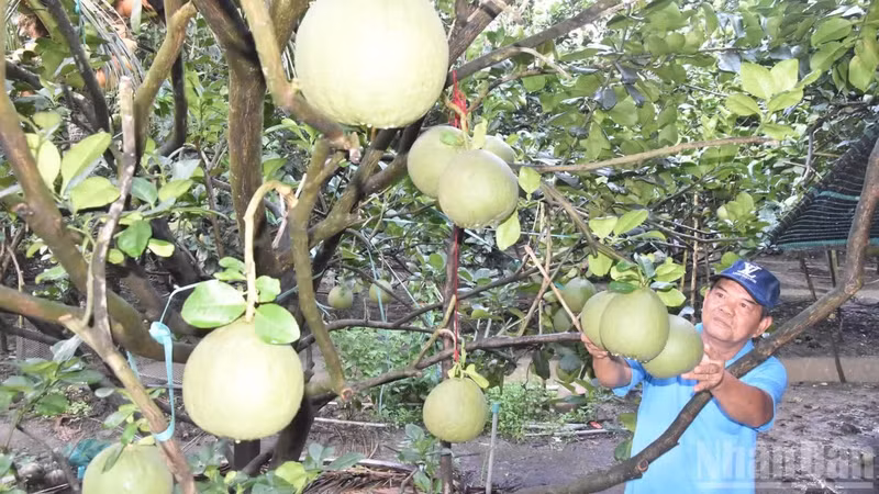 同塔省美丰坊美富街区的柚子种植户黄文孝。