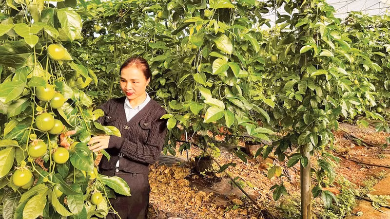 在嘉莱省 KDang 乡，应用高科技进行百香果种植管理。