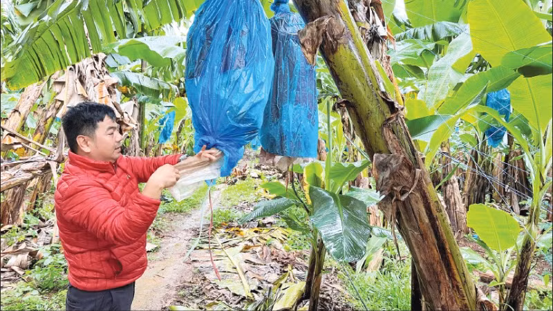 工作人员在安盛康农场农业股份公司种植区照护香蕉园。（明英 摄）